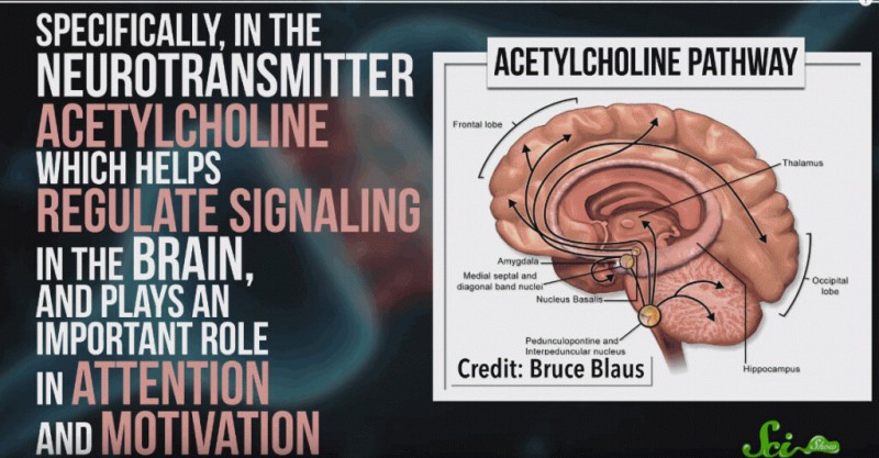 En savoir plus sur la dangerosité des commotions cérébrales