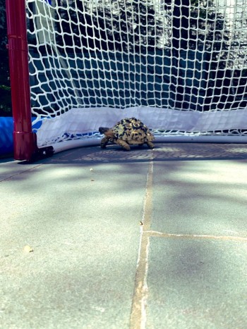 Le gardien Braden Holtby bloqué à la frontière à cause de... ses animaux de compagnie
